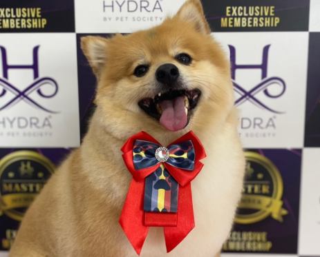 Cachorro após banho e tosa